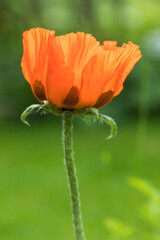 Fototapeta premium Oriental poppy blossom