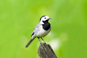 Close up of a wagtail, motacilla alba. Bird sitting on a wooden fence with green meadow in the background. Songbird with black, gray and white plumage