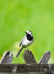 Close up of a wagtail, motacilla alba. Bird sitting on a wooden fence with green meadow in the background. Songbird with black, gray and white plumage