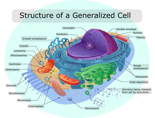 The structure of the human cell - obrazy, fototapety, plakaty