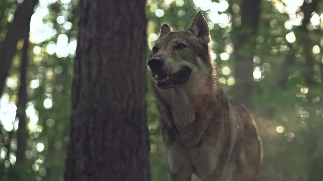 Slow motion video of a dangerous and wild wolf. The wolf in the wild nature of the forest, he breathes and he gets steam from his mouth