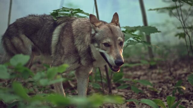 Dangerous wolf hunter in a forest landscape. Wild animal in the wild slowed video danger.