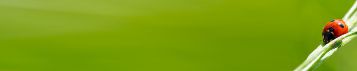 ladybird at morning on green leaf. close-up