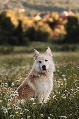 Beautiful photo of white shepherd dog for calendar. Half breed white Swiss Shepherd sits in green chamomile field and looks intently ahead. Dog walks in park in clearing among wild flowers and grass.