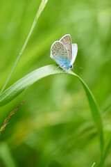 Polyommatus icarus - Hauhechel-Bläuling Männchen	