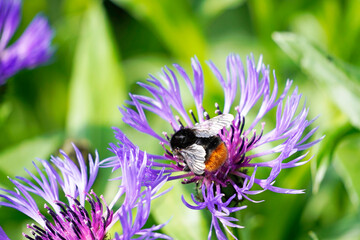 Bumblebee on a purple flower of the mountain knapweed, Centaurea montana. Close up of flowers of a plant and an insect. Insects gathering nectar. - obrazy, fototapety, plakaty