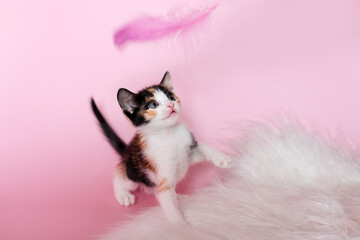 Cute multi-haired kitten playing with pink feather on pink pastel background