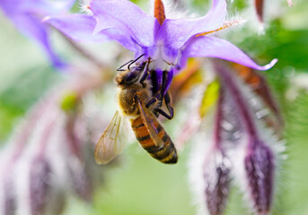 Bee collects nectar on a flower. Insect close up. Apis mellifera.