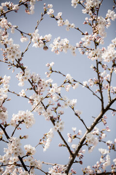 Spring Tree white cherry blossom 