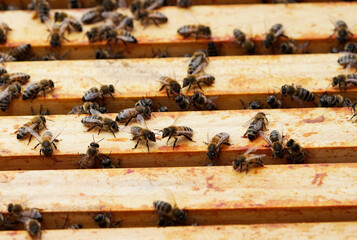 Glance into a beehive and the honey frames. Bees in a beehive. Apis mellifera. Close-up of insects....