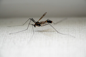 Macro shot of the mosquito sitting on a white surface. 