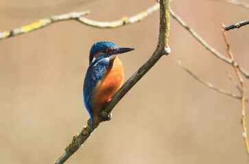 A Common Kingfischer (alcedo atthis) in the Reed, Heilbronn, Germany