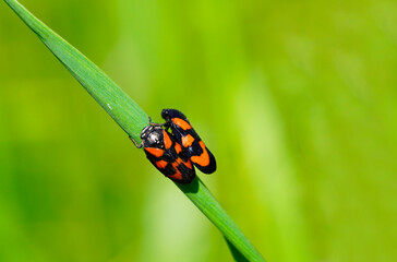 Close-up of blood sugarcade, Cercopidae. Mating insects in a natural environment on a blade of grass.
