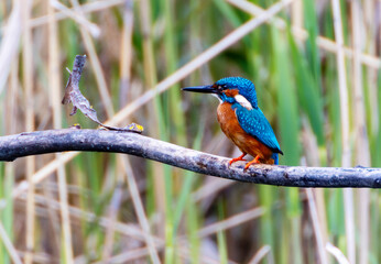 A Common Kingfisher (alcedo atthis) in the Reed, in Heilbronn, Germany