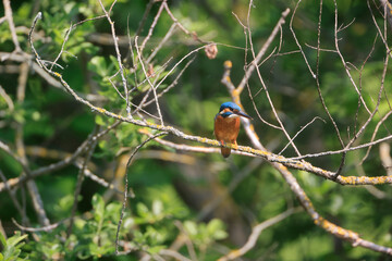 A Common Kingfisher (alcedo atthis) in the Reed - Heilbronn, Germany