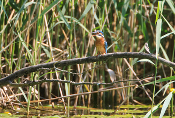 A Common Kingfisher (alcedo atthis) in the Reed - Heilbronn, Germany