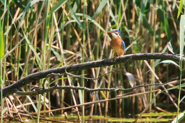 A Common Kingfisher (alcedo atthis) in the Reed - Heilbronn, Germany