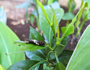 Caterpillar on a damaged bright green leaf in a sunny garden