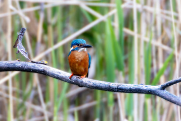 A Common Kingfisher (alcedo atthis) in the Reed, in Heilbronn, Germany