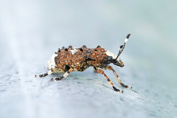 Weevil, Platystomos albinus, long-feeler weevil. Close up of insect. Macro shot of brown beetle.