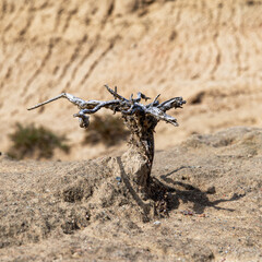 dead plant in the desert on a sunny day