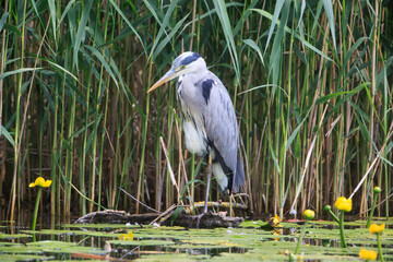 Grey Heron (Ardea cinerea) is hunting - Graureiher