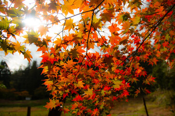 紅葉　autumn leaves
