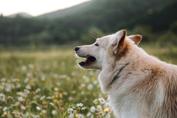 Charming non pedigreed dog lies in chamomile field and stares intently ahead with its large brown eyes. Mestizo white Swiss Shepherd portrait in profile close up on green blurred background.