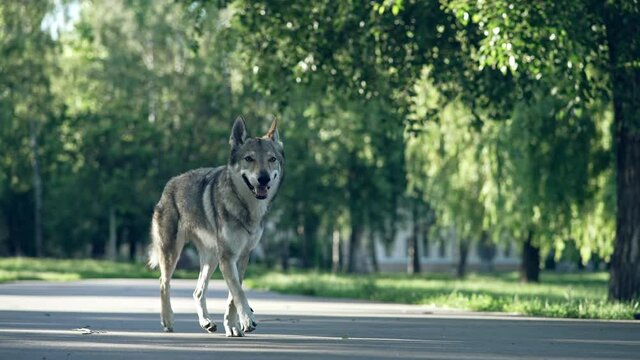 Gray wolf run in city park. The Czechoslovak Wolfdog