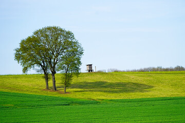 Fototapeta na wymiar Landscape with green fields near Ahlen, Dolberg. Nature in spring with green meadow and trees