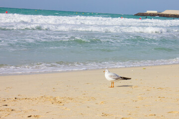 a seagull stands on the sand near the shore