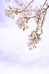 ピンク色が綺麗な満開の桜の花