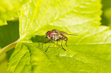 Dung fly on a green leaf. Close up of the insect. Fly in a natural environment.
