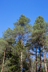 Fototapeta premium Beautiful pine trees against the blue sky