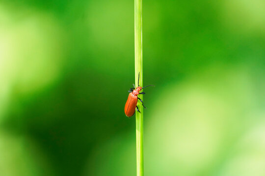 Red fire beetle, Pyrochroidae. Beetle sits on a blade of grass in a natural environment. Close up of the insect.