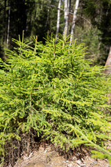 Fototapeta premium young Christmas trees grow in the forest on a sunny day