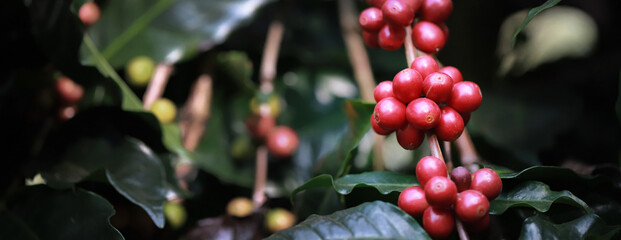 Banner organic arabica coffee beans agriculturist  in farm.harvesting Robusta and arabica  coffee berries by agriculturist hands,Worker Harvest arabica coffee berries on its branch, harvest con