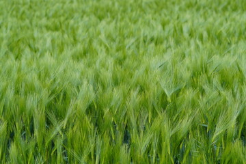 Obraz premium Green, unripe barley. Grain field with green barley as a background.