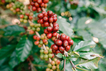 organic arabica coffee beans on brance tree in farm.green Robusta and arabica coffee berries by agriculturist hands,Worker Harvest arabica coffee berries on its branch, agriculture concept.