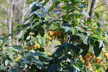 Man hands harvest arabica coffee bean ripe red berries.harvesting Robusta and arabica  coffee...