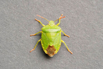 Close up of a green stink bug, Palomena prasina. Gray background. Detailed macro photography of...