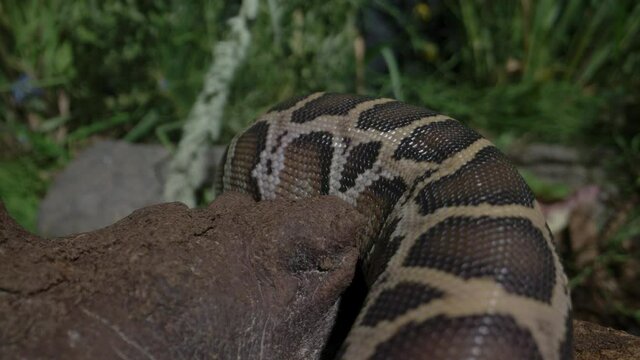 Close up pattern on a burmese python snake
