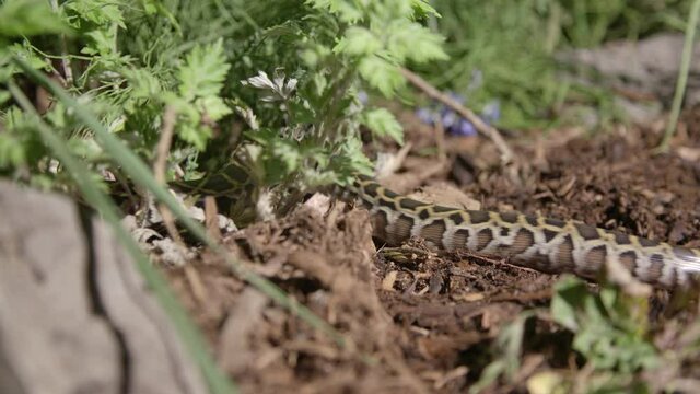 Burmese python crawling through the dirt