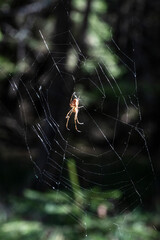 The spider climbs on the web against the background of a green forest