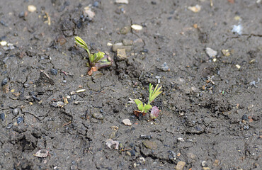 sprouted peanut seedlings in the garden