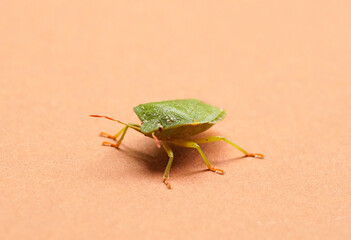 Close up of a green stink bug, Palomena prasina. Brown background. Detailed macro photography of insects.
