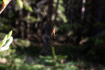 The spider climbs on the web against the background of a green forest