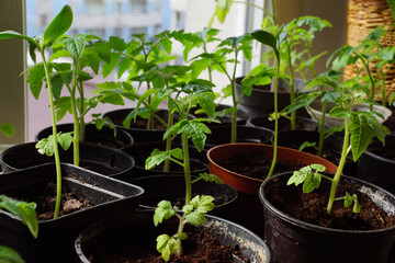 The window in the apartment is filled with seedlings of garden plants. Young tomatoes and melons.