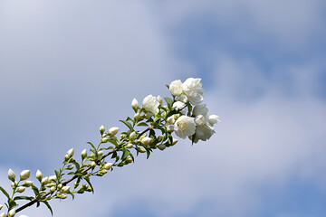 A branch of blooming jasmine against the sky.