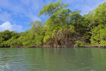 Vista sulla mangrovia.